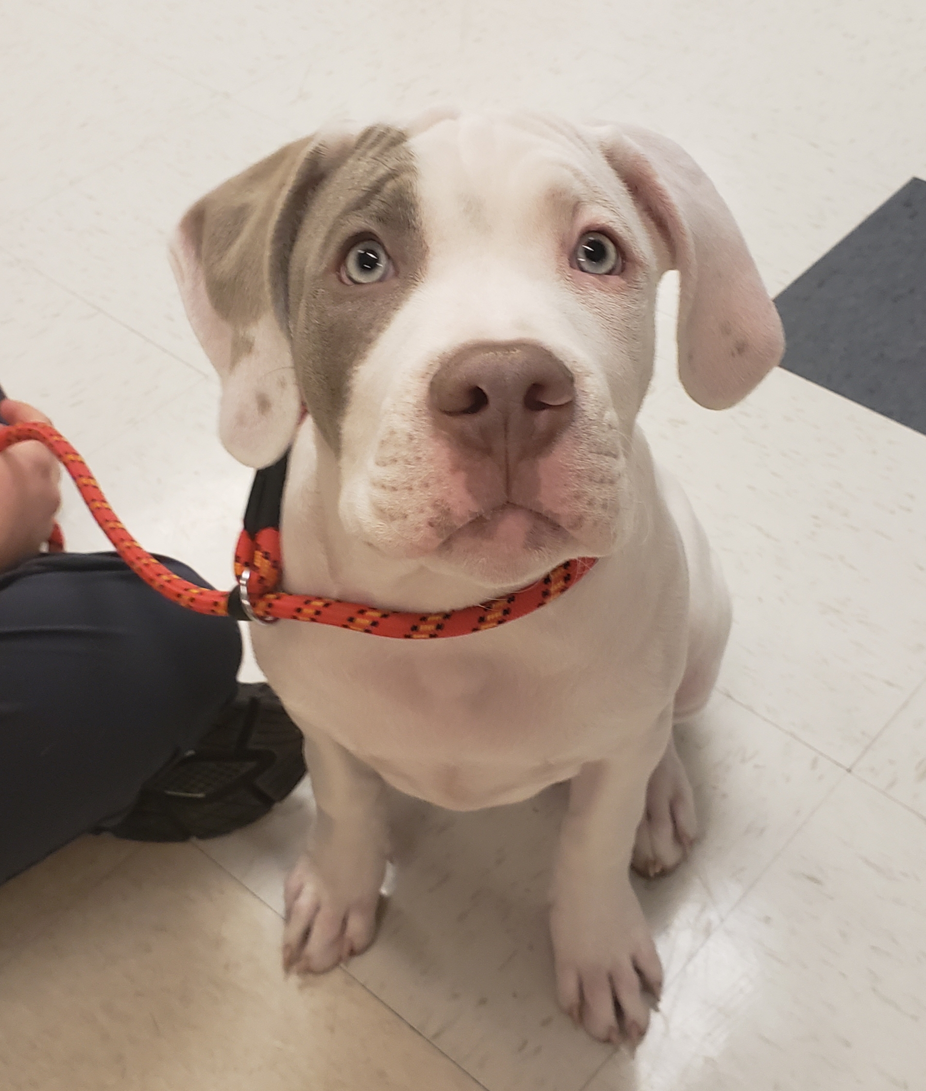 Bronx Evolution Veterinary Specialists