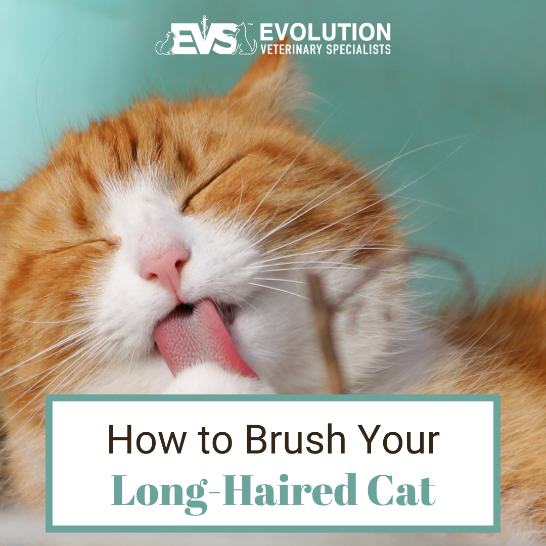 How to Brush Your LongHaired Cat Evolution Veterinary Specialists