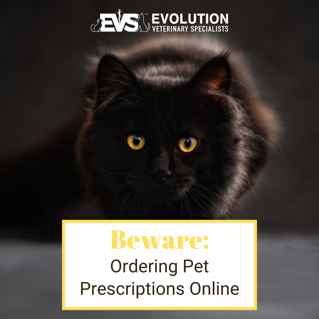 Ordering Pet Prescriptions Online Evolution Veterinary Specialists