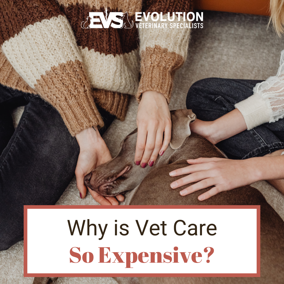 Why is Vet Care So Expensive? Evolution Veterinary Specialists
