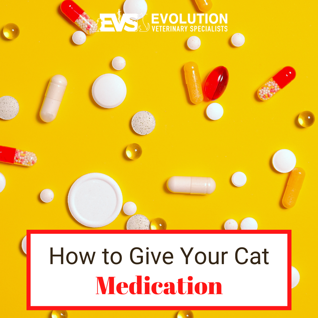 How to Give Your Cat Medication Evolution Veterinary Specialists