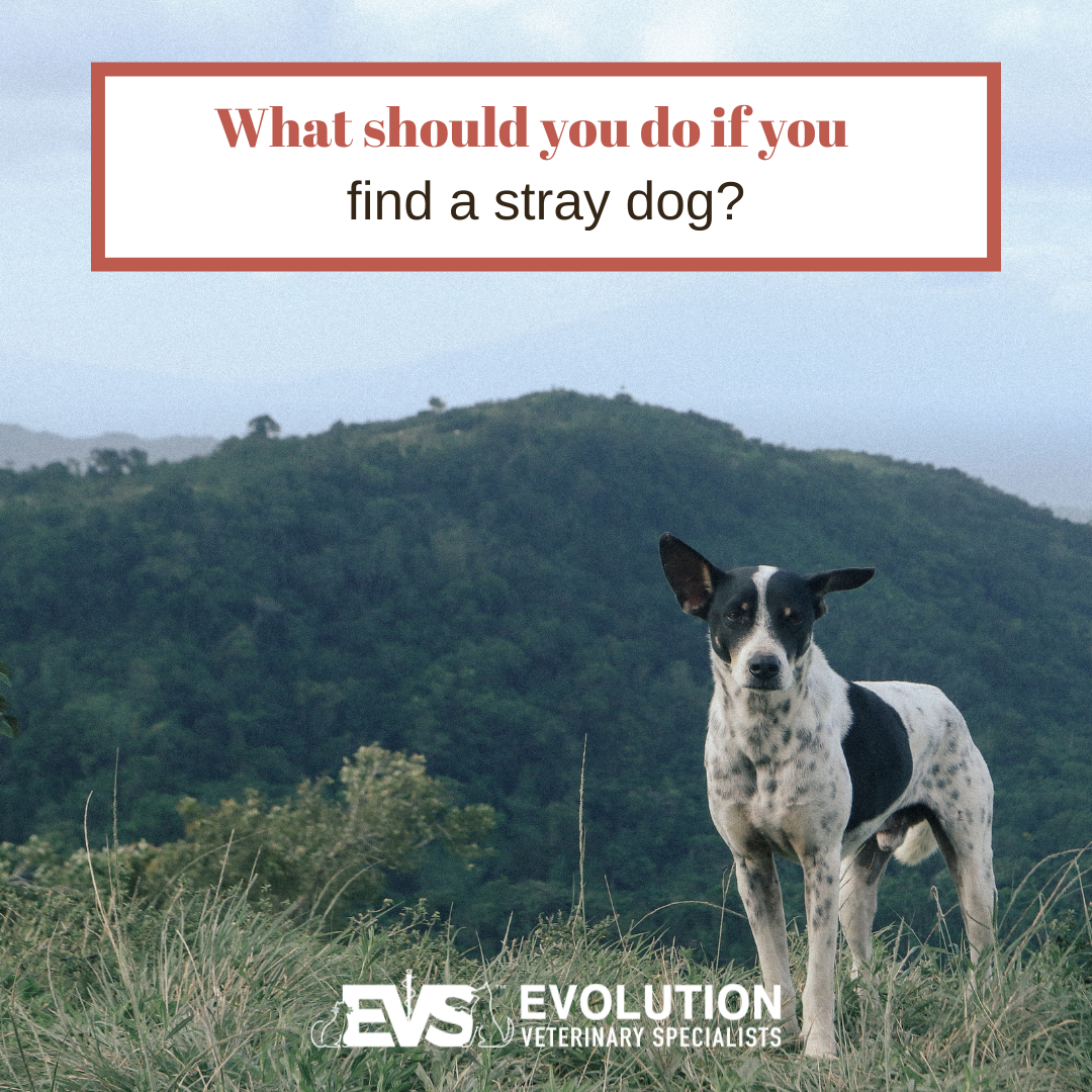 what-should-you-do-if-you-find-a-stray-dog-evolution-veterinary