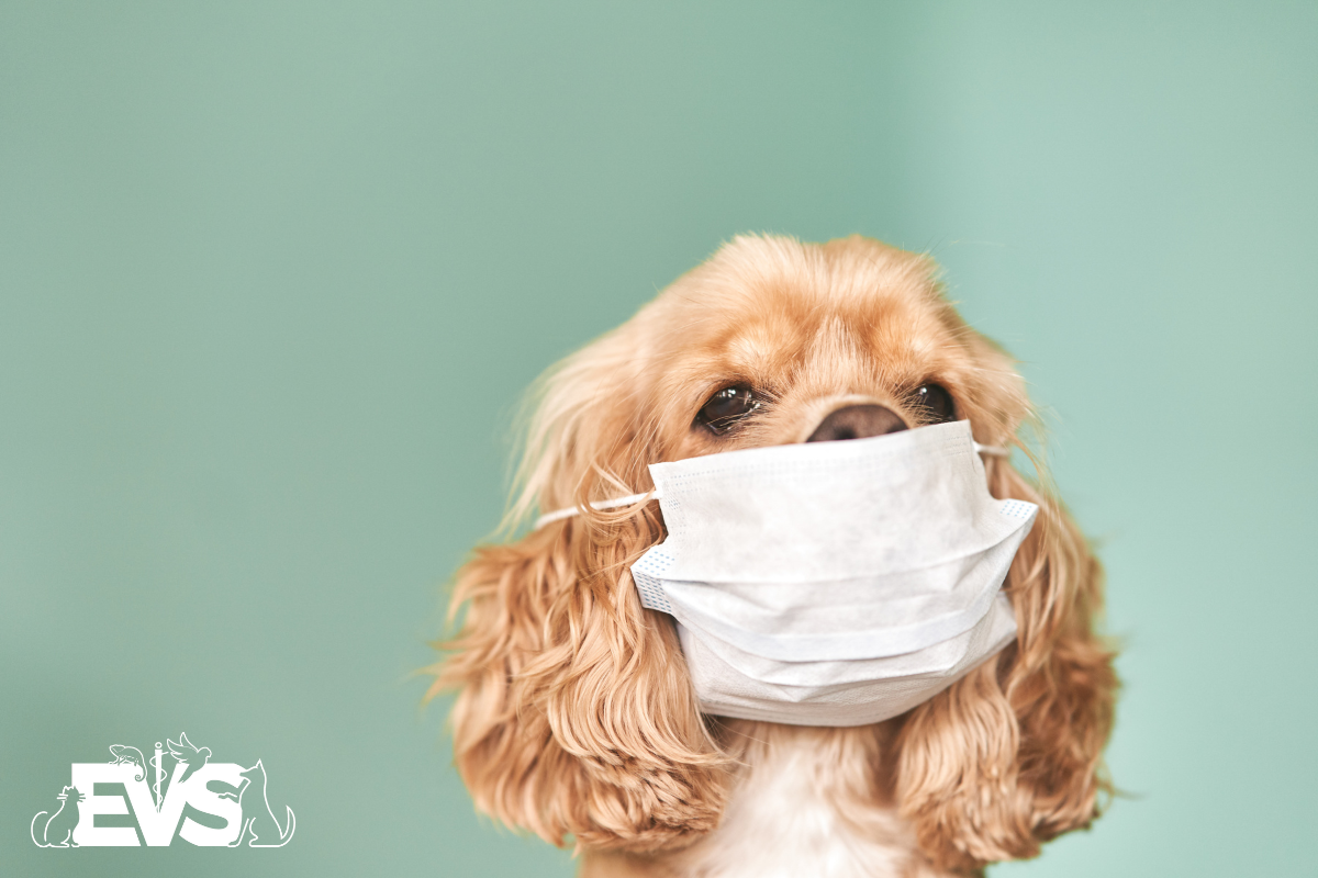 Protecting Your Veterinary Staff During a Pandemic