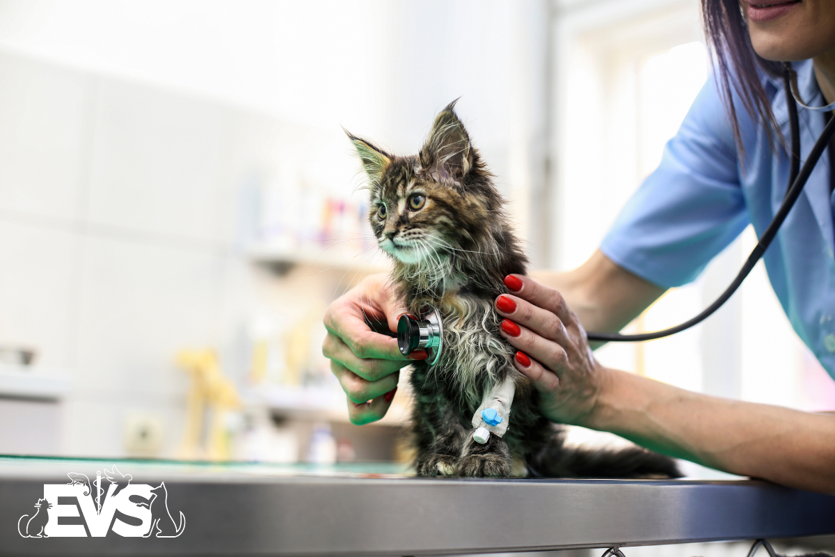 Why is Vet Care So Expensive?