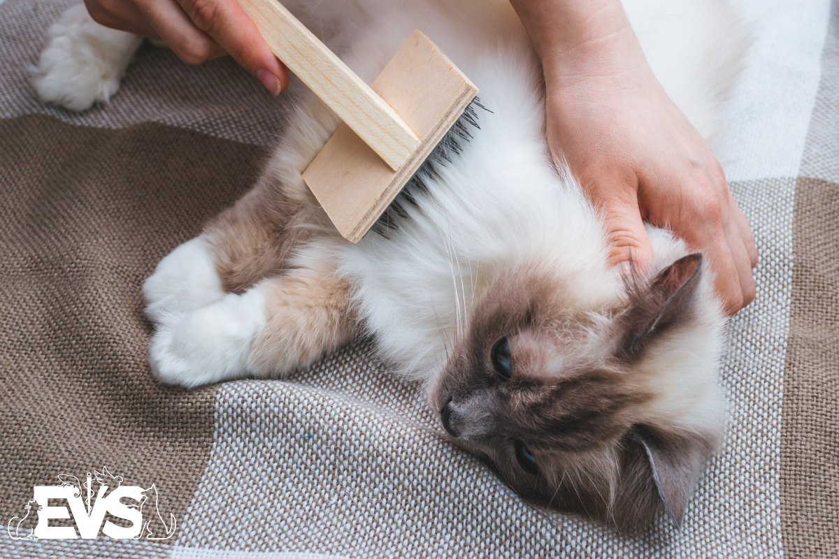 How to Brush Your Long-Haired Cat