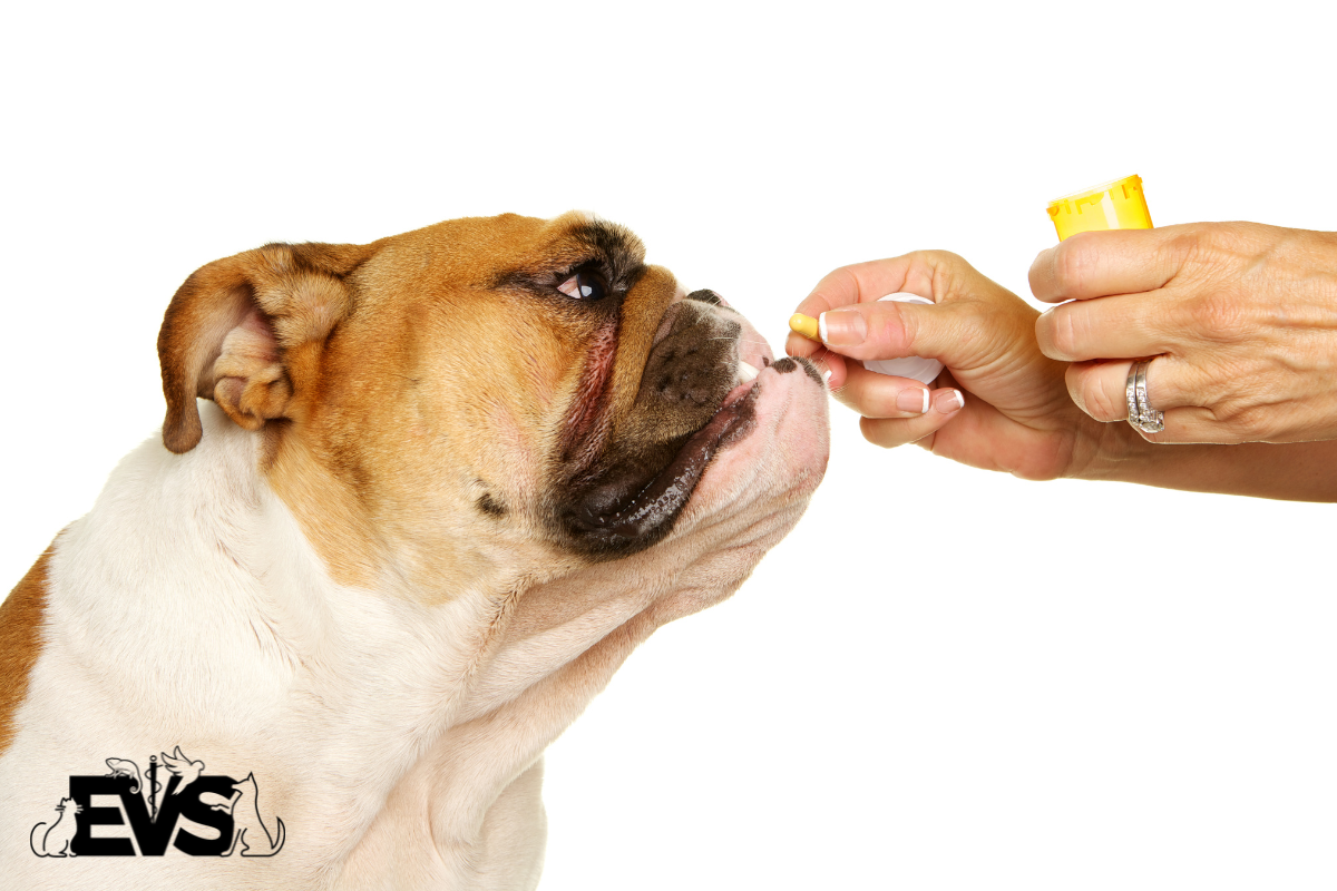 How to Give Your Dog Medication