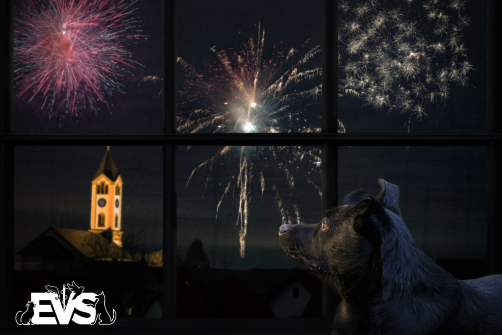 fireworks and pets