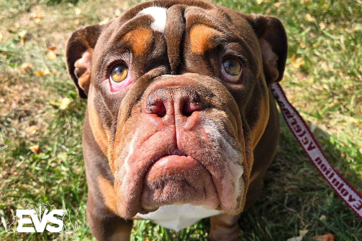 Meet Dudley: How a Brave Bulldog Overcame Cherry Eye and Breathing Challenges