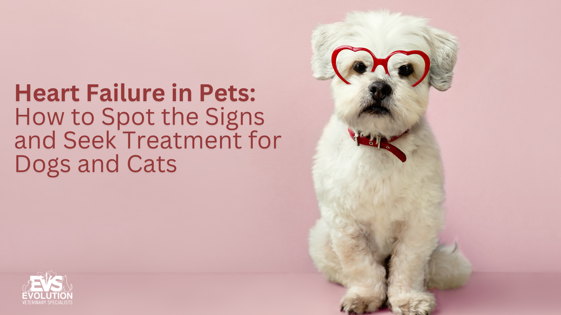 Signs, Diagnosis, and Treatment of Congestive Heart Failure in Dogs and Cats