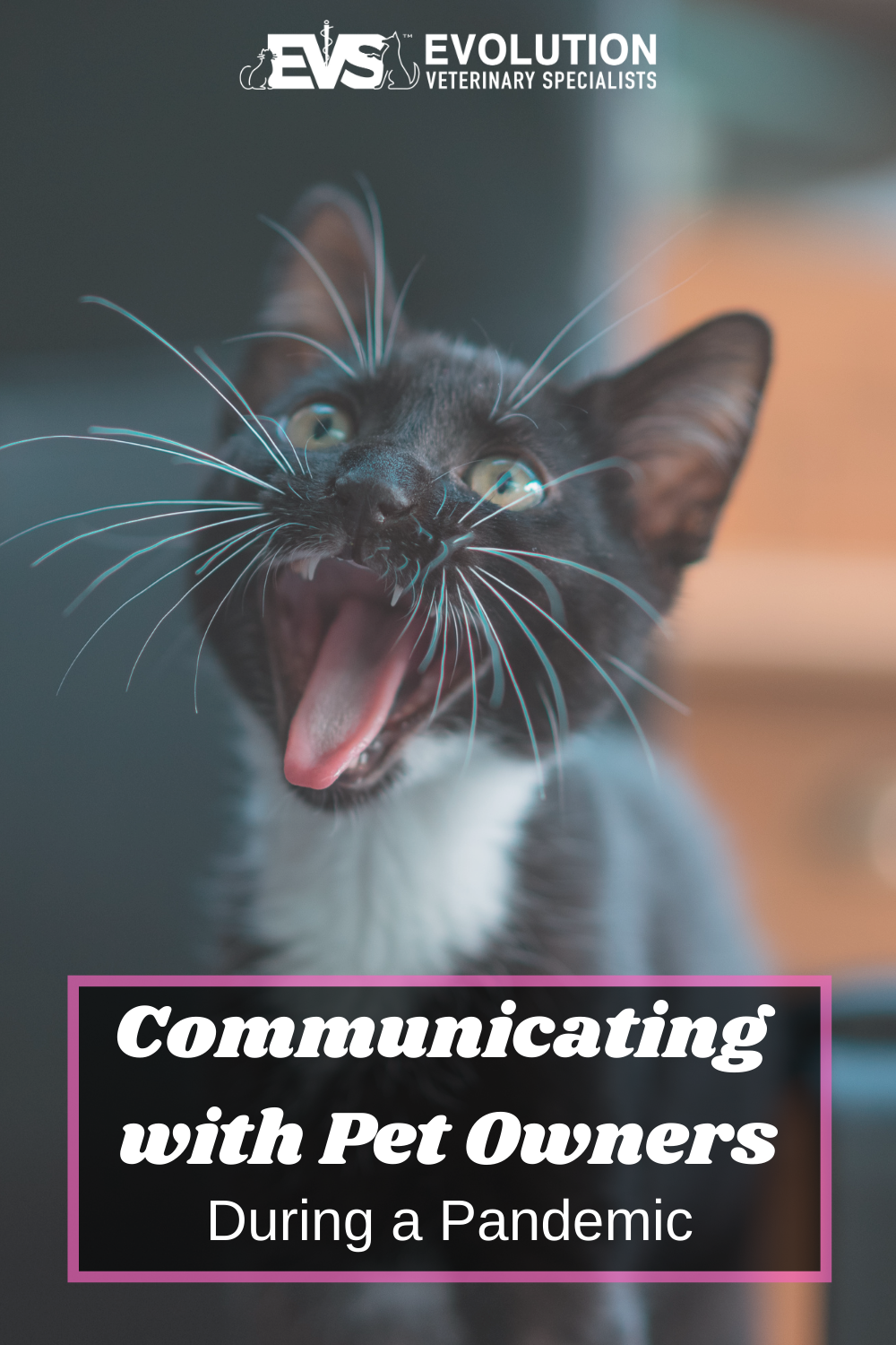Communicating with pet owners during a pandemic Communicating with pet owners during a pandemic