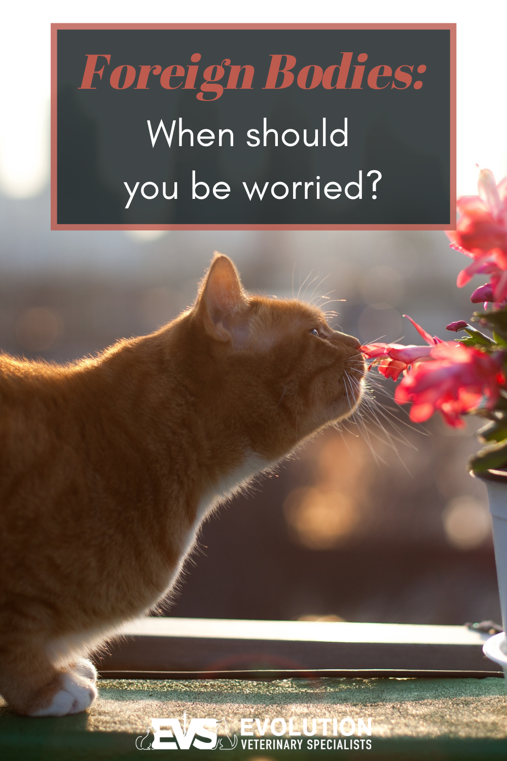 Foreign Bodies: When should you be worried? Foreign Bodies: When should you be worried?