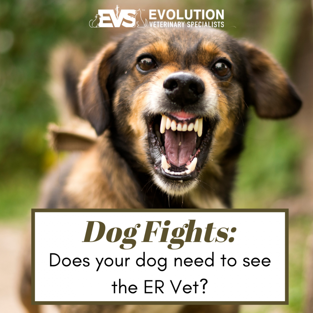 Dog fights: Do you need to bring your dog to the ER? Dog fights: Do you need to bring your dog to the ER?