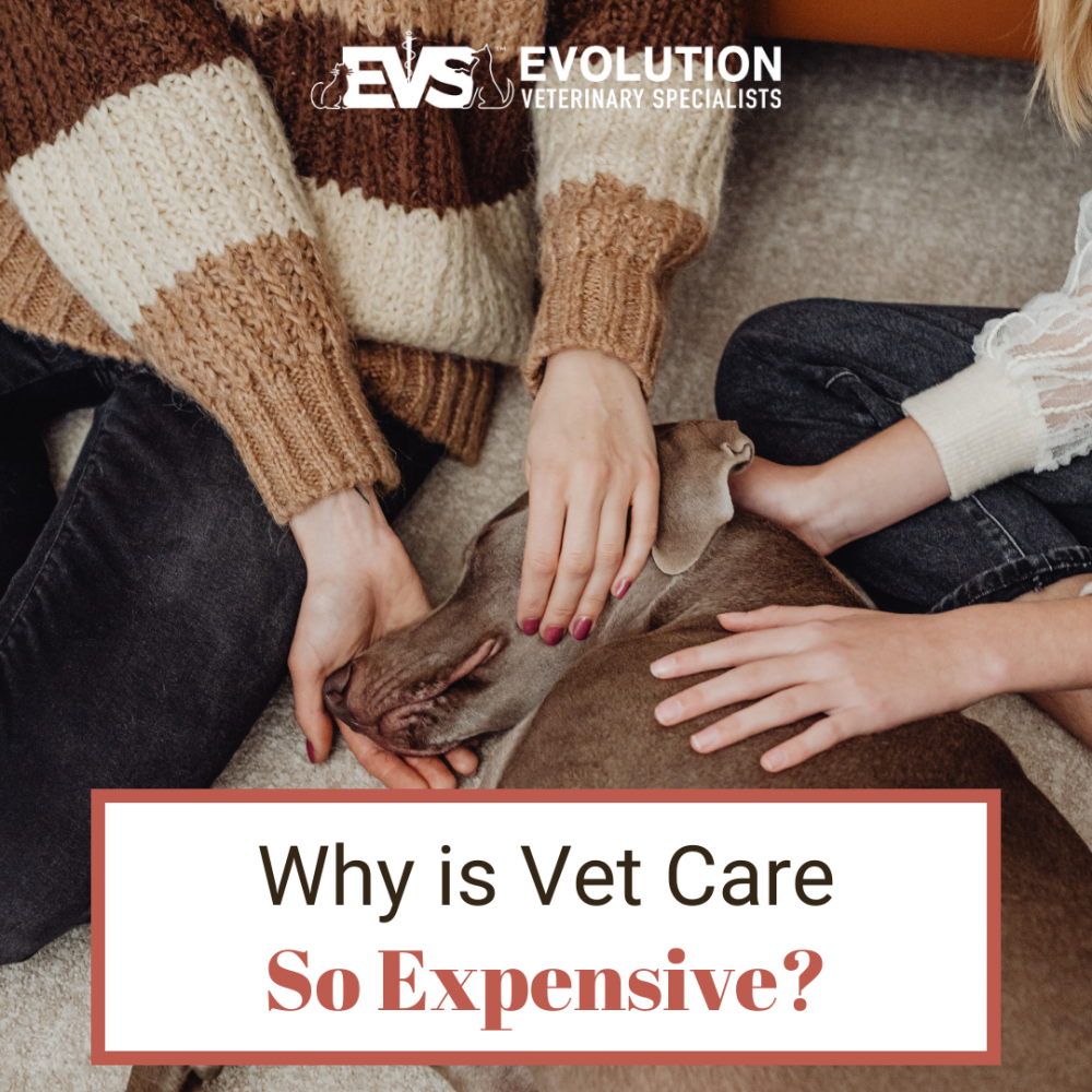 Why Is Emergency Vet Care So Expensive