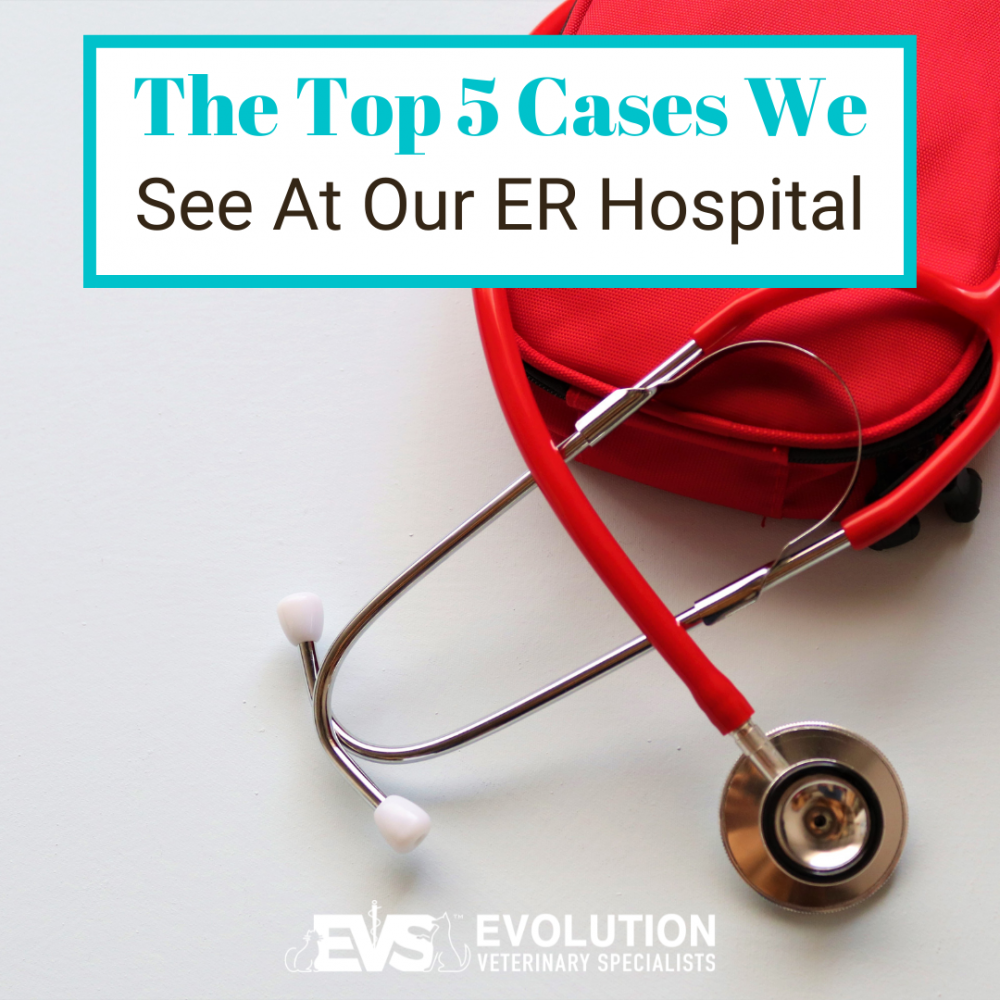 The Top 5 Cases We See At Our ER Vet The Top 5 Cases We See At Our ER Vet