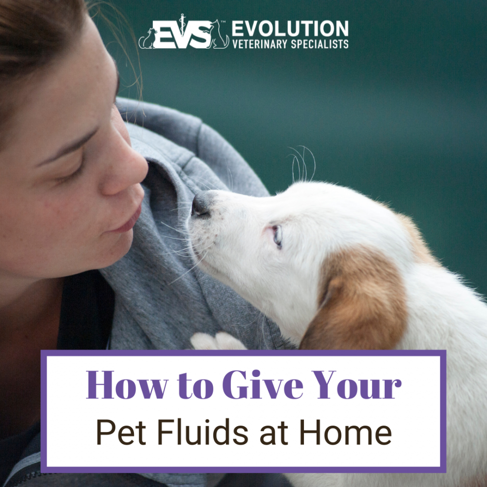 How to Give Your Pet Fluids at Home How to Give Your Pet Fluids at Home