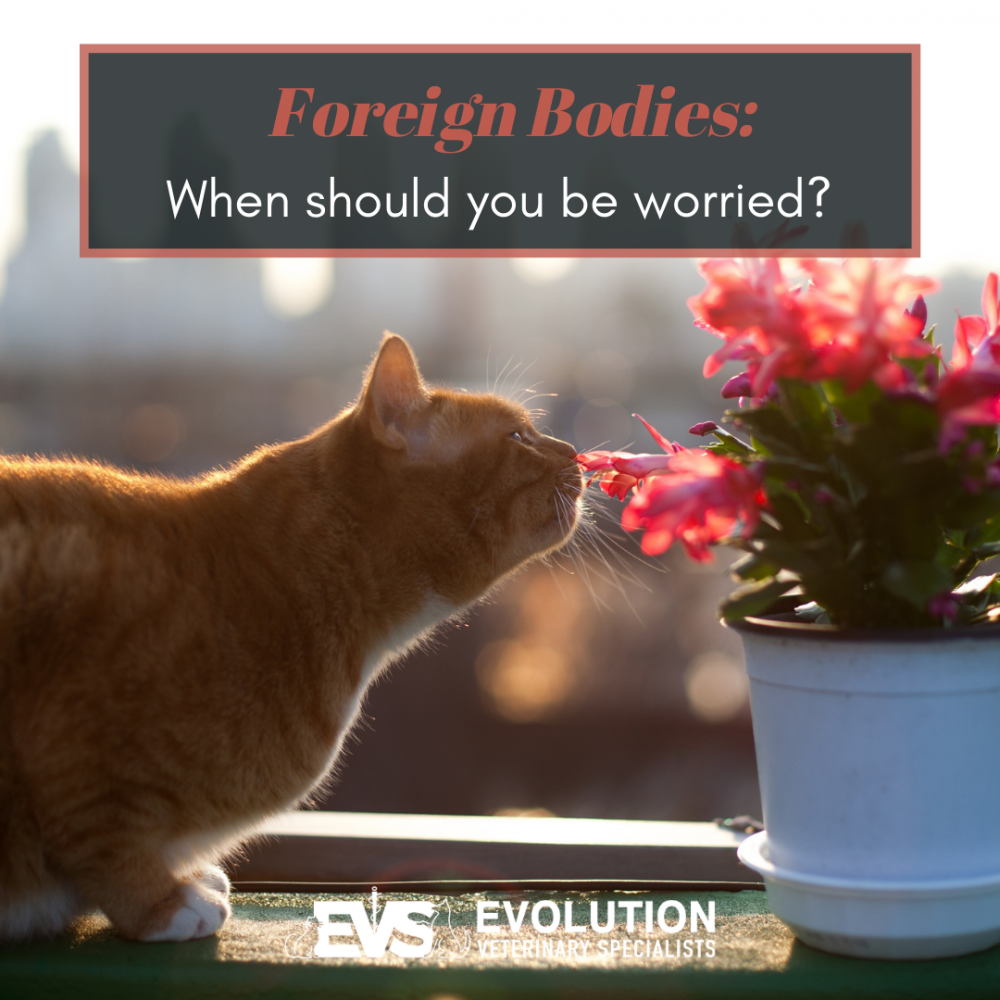 Foreign bodies: When should you be worried? Foreign bodies: When should you be worried?