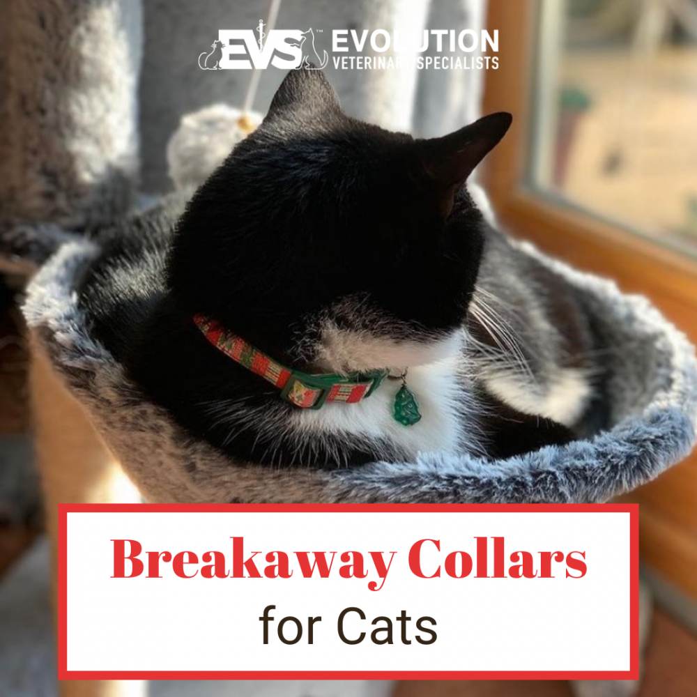cat breakaway collars