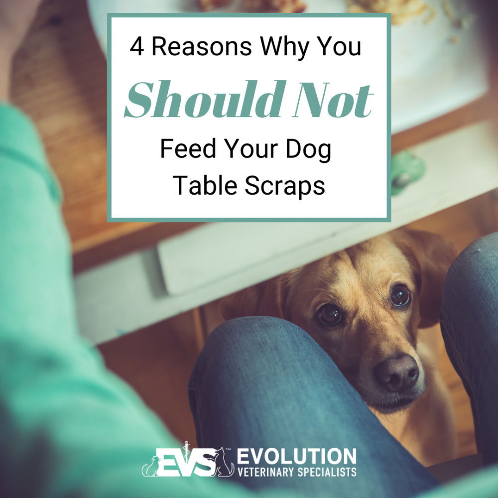 4 reasons why you should not feed your dog table scraps 4 reasons why you should not feed your dog table scraps